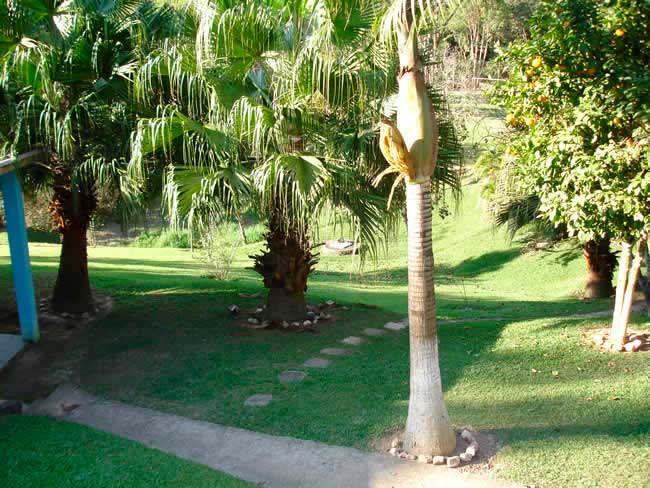 coqueiros