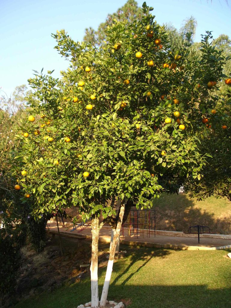 larangeira