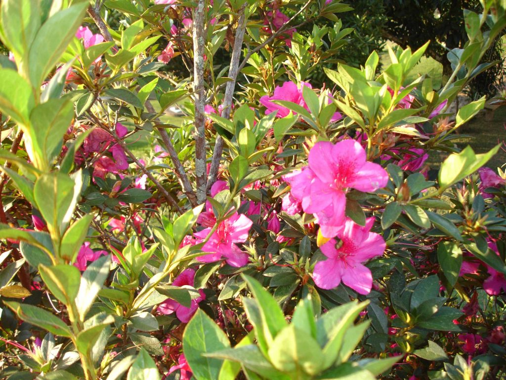 rosas